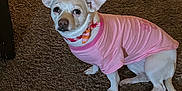 Isabella Wallace is registered to the contest to win money with this photo: dog, small_dog, pink_shirt, collar, carpet, indoor, pet, animal, ears, light, doorway, floor, curious, seated, mammal, domestic_animal, short_hair, white_fur, looking, closeup