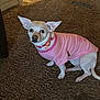 dog, small_dog, pink_shirt, collar, carpet, indoor, pet, animal, ears, light, doorway, floor, curious, seated, mammal, domestic_animal, short_hair, white_fur, looking, closeup