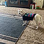 dog, white_dog, tshirt, carpet, indoor, furniture, cabinet, household_items, pet, curious, standing, looking_back, domestic, floor, room, casual, animal, canine, companion, home