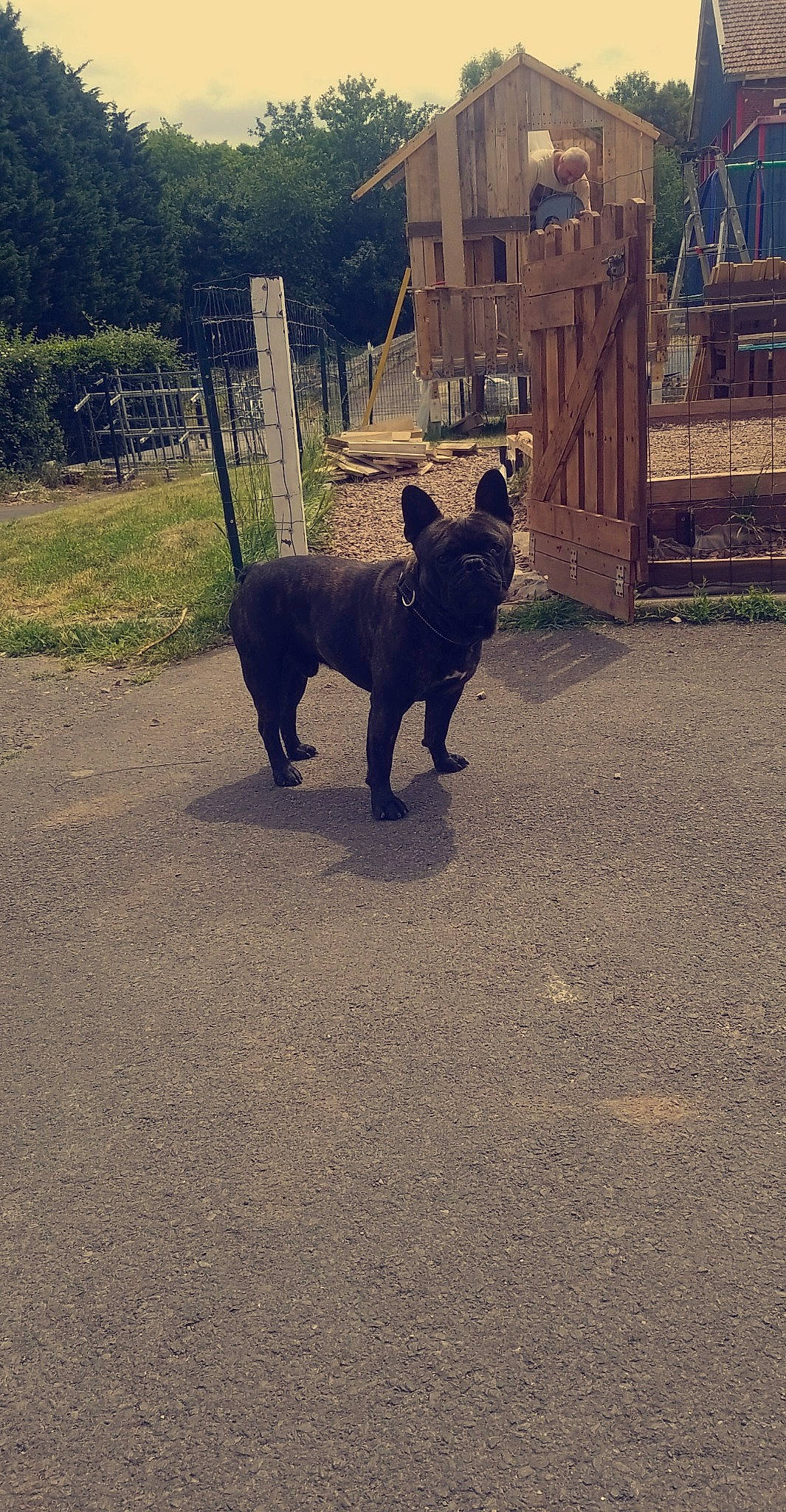 Hasko a rejoint le concours — aidez-le/la à gagner de superbes lots ! canidae, carnivore, dog, dog_breed, dog_walking, kai_ken, mammal, schipperke, sporting_group, tail, vertebrate