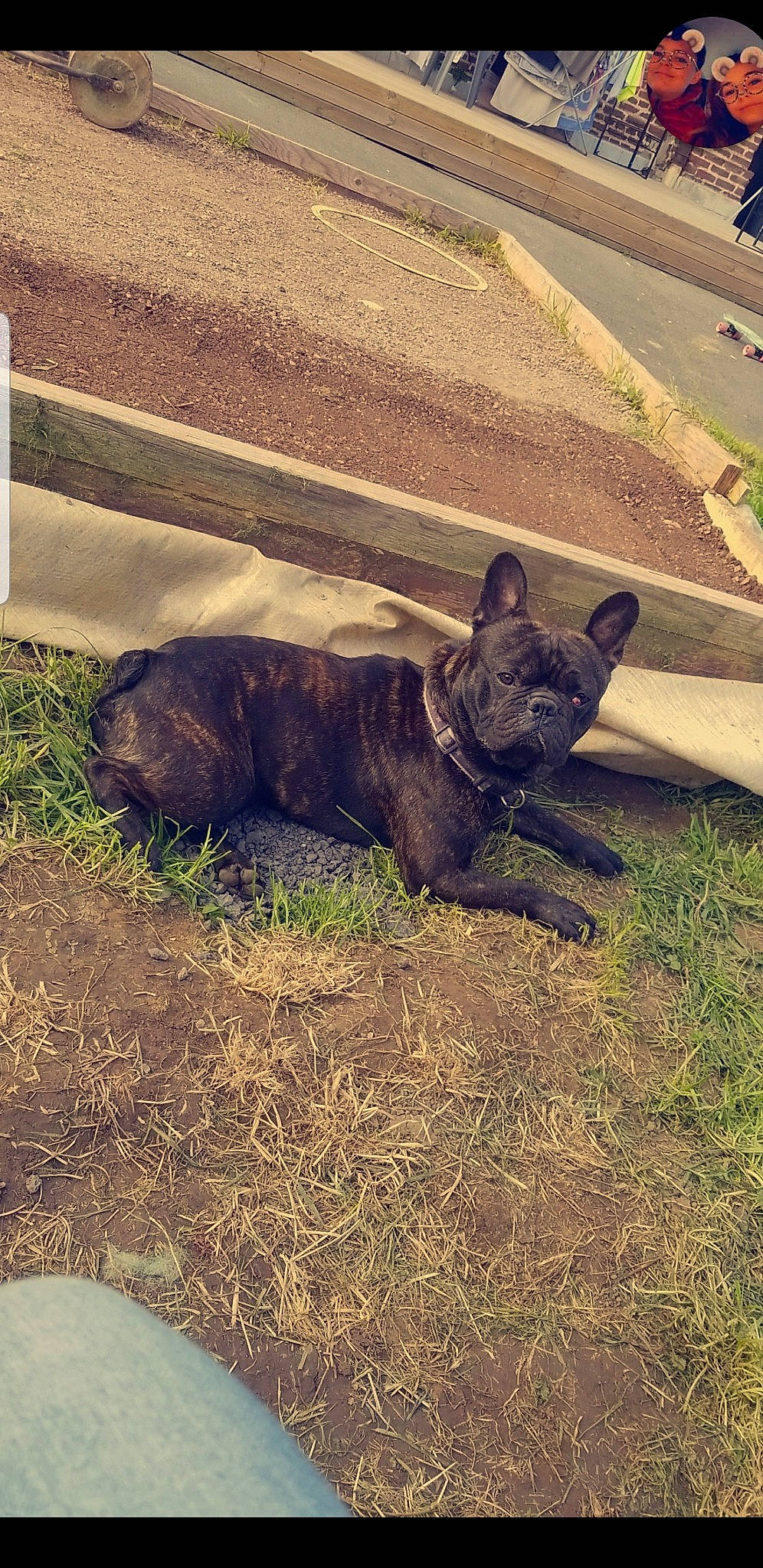 Hasko a rejoint le concours — aidez-le/la à gagner de superbes lots ! canidae, carnivore, dog, dog_breed, dutch_shepherd_dog, fawn, french_bulldog, grass, mammal, non_sporting_group, snout