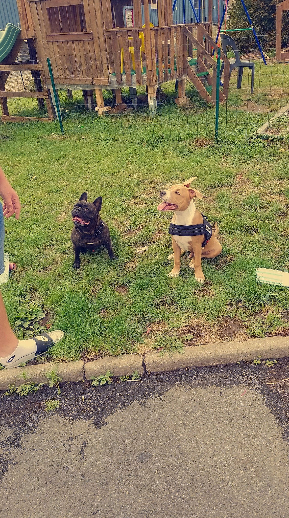 Hasko a rejoint le concours — aidez-le/la à gagner de superbes lots ! canidae, carnivore, companion_dog, dog, dog_breed, fawn, grass, non_sporting_group, plant, summer