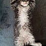 adorable, animal, cat, couch, cozy, cute, fluffy, fur, furniture, gray, indoor, kitten, paws_up, pet, relaxed, resting, sleeping, small, whiskers, white