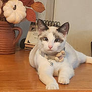 Precious is registered to the contest to win money with this photo: cat, pet, animal, collar, flower, bell, wooden_surface, vase, pumpkin, autumn_leaves, decor, indoor, cute, relaxed, feline, table, brown, white, ears, face