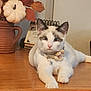 cat, pet, animal, collar, flower, bell, wooden_surface, vase, pumpkin, autumn_leaves, decor, indoor, cute, relaxed, feline, table, brown, white, ears, face