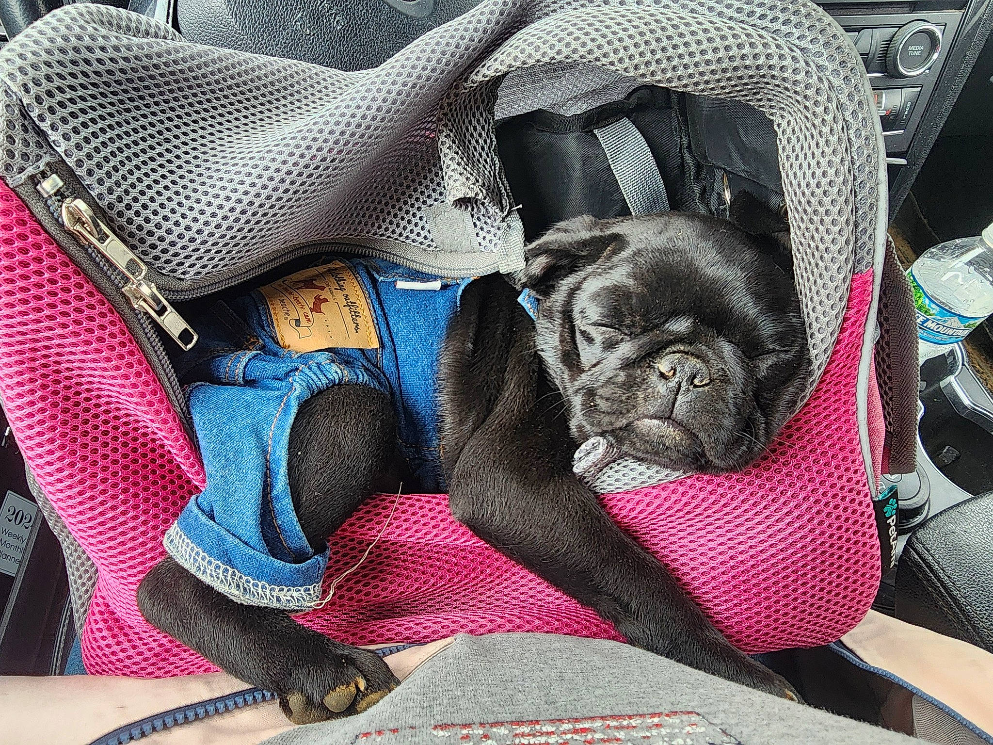 Stella is registered to the contest to win money with this photo: carmine, carnivore, comfort, companion_dog, dog, dog_breed, dog_supply, electric_blue, fawn, grey, linens, liver, nap, pattern, pug, reflex_camera, snout, toy_dog, working_animal, wrinkle