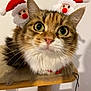 cat, closeup, face, whiskers, fur, eyes, pet, indoor, holiday, christmas, santa_hat, cute, animal, feline, tabby, playful, decorations, cat_tree, curious, festive