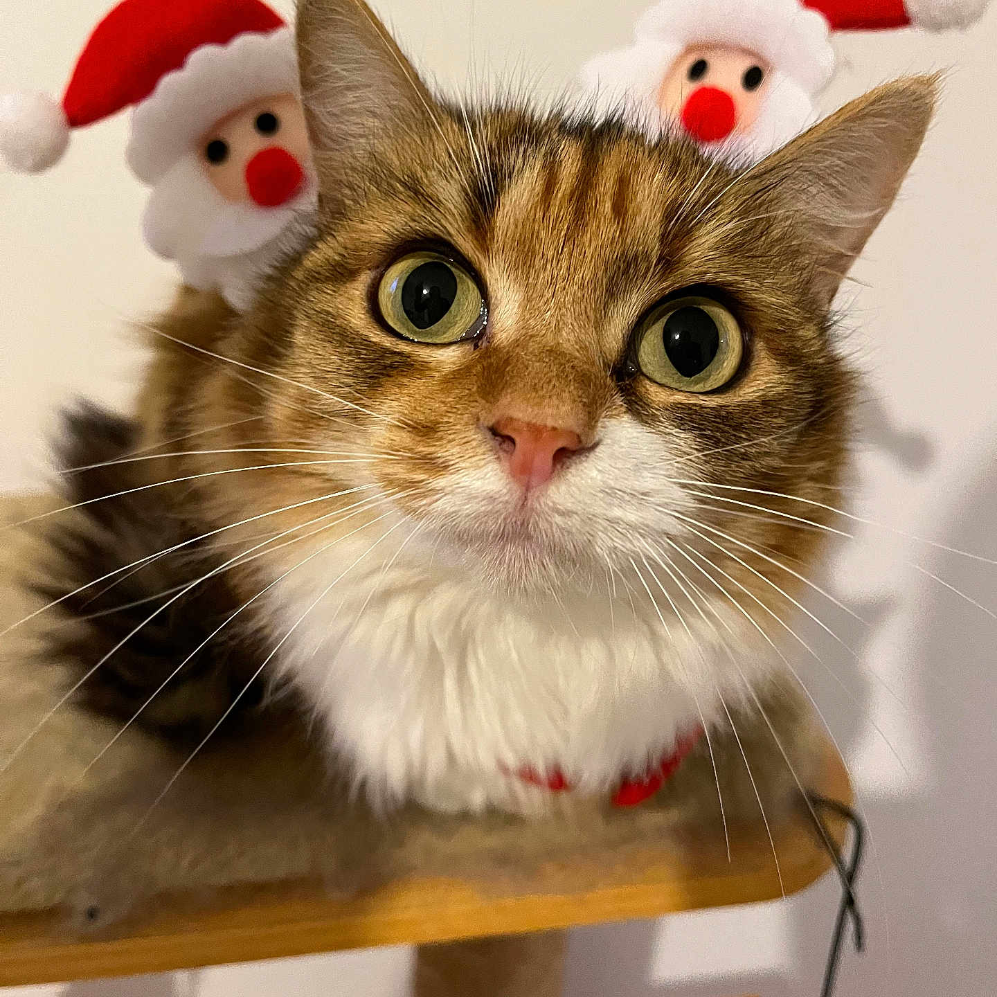 Nala participe au concours pour gagner de l'argent avec cette photo : animal, cat, cat_tree, christmas, closeup, curious, cute, decorations, eyes, face, feline, festive, fur, holiday, indoor, pet, playful, santa_hat, tabby, whiskers
