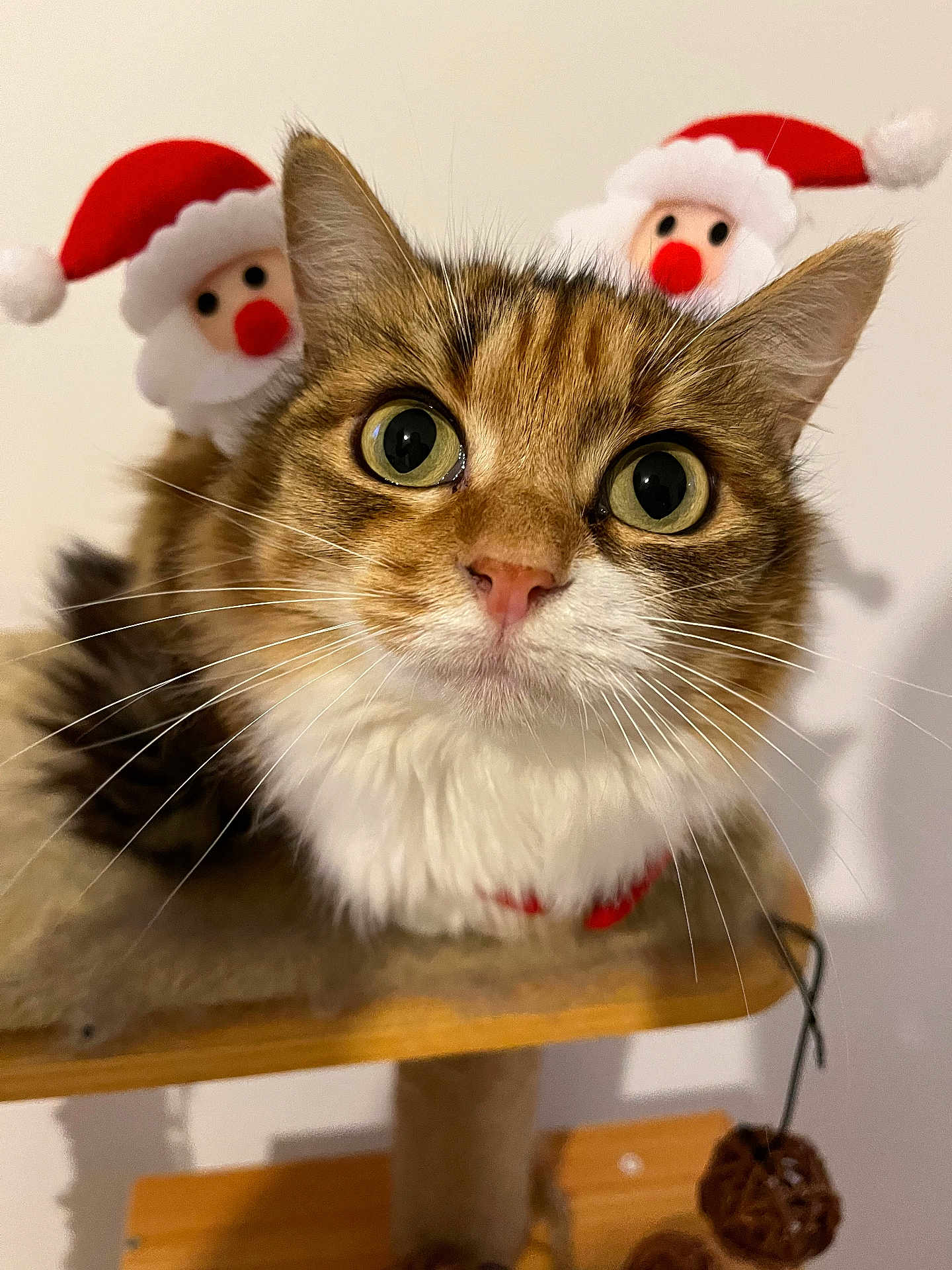Nala