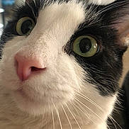 Moo is registered to the contest to win money with this photo: alert, animal, black_and_white, cat, close_up, closeup, curious, cute, domestic_cat, face, feline, fur, green_eyes, indoor, looking, mammal, pet, pink_nose, portrait, whiskers