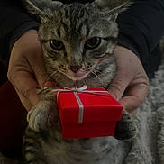 Boris is registered to the contest to win money with this photo: animal, blanket, cat, closeup, cozy, cute, domestic_animal, feline, gift_box, hands, holding, indoor, kitten, pet, present, red_box, ribbon, small_box, soft, tabby