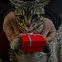 animal, blanket, cat, closeup, cozy, cute, domestic_animal, feline, gift_box, hands, holding, indoor, kitten, pet, present, red_box, ribbon, small_box, soft, tabby