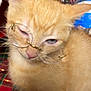 animal, close_up, cute, domestic_cat, ears, feline, furry, glasses, holiday_decor, indoor, kitten, orange_cat, pet, plaid_tablecloth, plant, portrait, sitting, sleepy, water_bottle, whiskers