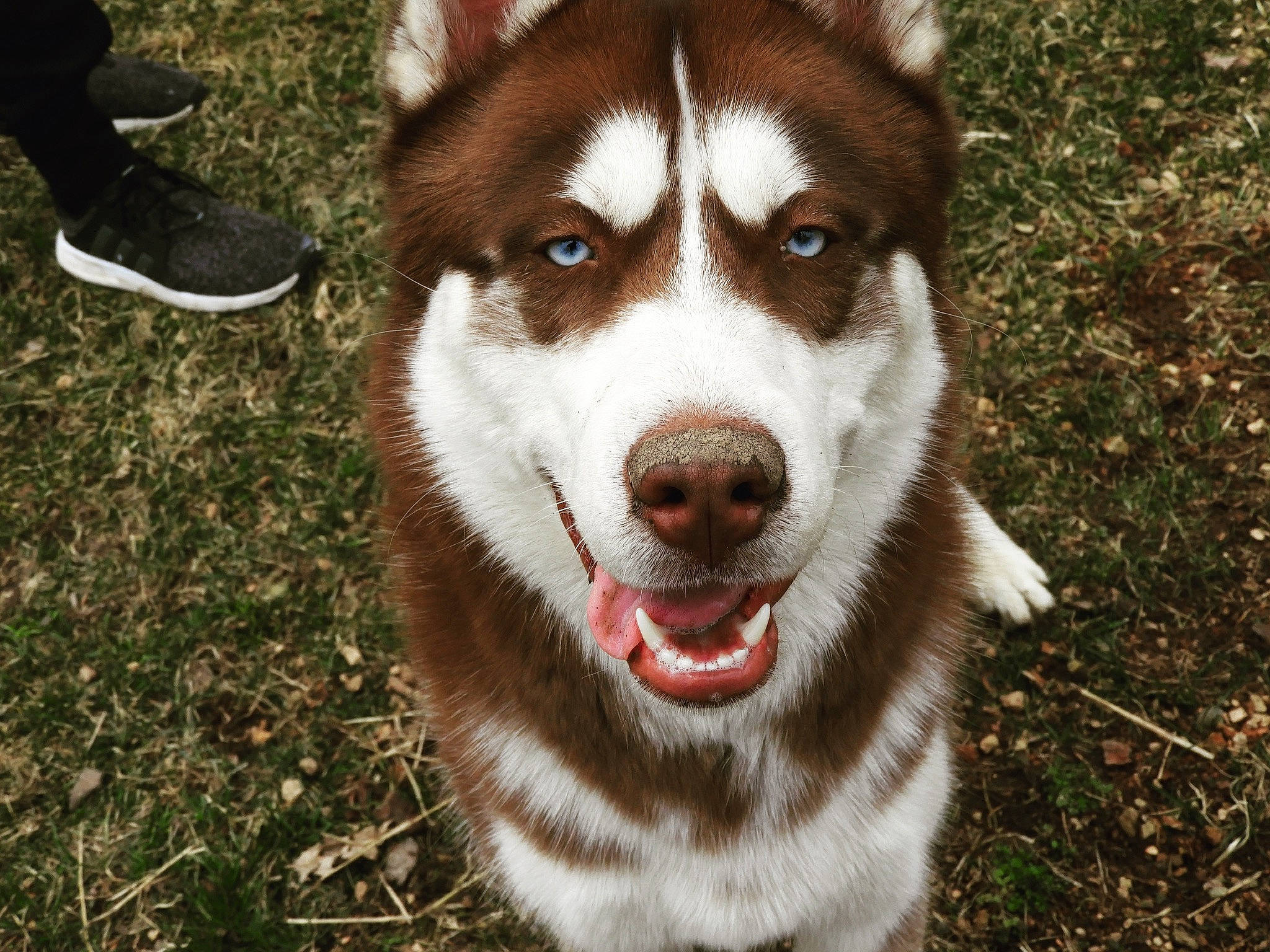 Kane is registered to the contest to win money with this photo: alaskan_malamute, ancient_dog_breeds, canadian_eskimo_dog, canidae, carnivore, dog, dog_breed, mammal, native_american_indian_dog, saarloos_wolfdog, sakhalin_husky, seppala_siberian_sleddog, siberian_husky, sled_dog, snout, sporting_group, tamaskan_dog, vertebrate, wolfdog, working_dog