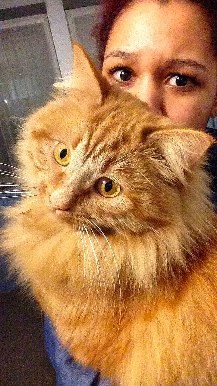 Pitchou a rejoint le concours — aidez-le/la à gagner de superbes lots ! asian_semi_longhair, british_longhair, british_semi_longhair, carnivore, cat, cymric, domestic_long_haired_cat, fawn, felidae, fur, kitten, maine_coon, mammal, norwegian_forest_cat, persian, person, ragamuffin, siberian, small_to_medium_sized_cats, tabby_cat