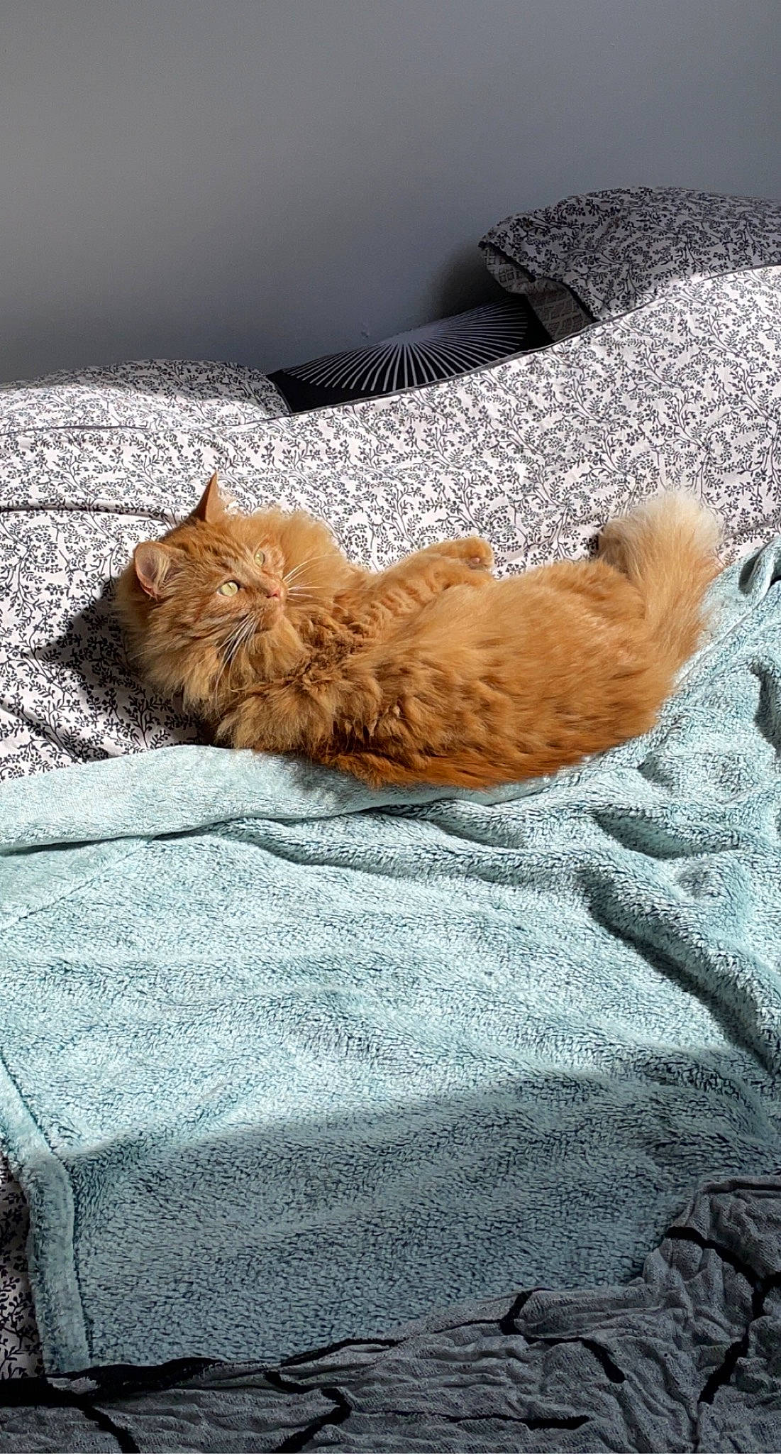 Pitchou participe au concours pour gagner de l'argent avec cette photo : brown, canidae, carnivore, cat, claw, comfort, domestic_short_haired_cat, fawn, felidae, fur, grey, linens, liver, nap, paw, sand, small_to_medium_sized_cats, tail, whiskers, wood