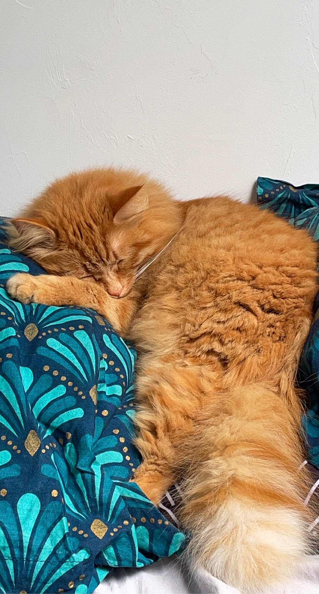 Pitchou participe au concours pour gagner de l'argent avec cette photo : carnivore, cat, claw, comfort, companion_dog, dog_breed, domestic_short_haired_cat, electric_blue, fawn, felidae, fur, nap, paw, plant, sleep, small_to_medium_sized_cats, snout, tail, terrestrial_animal, whiskers