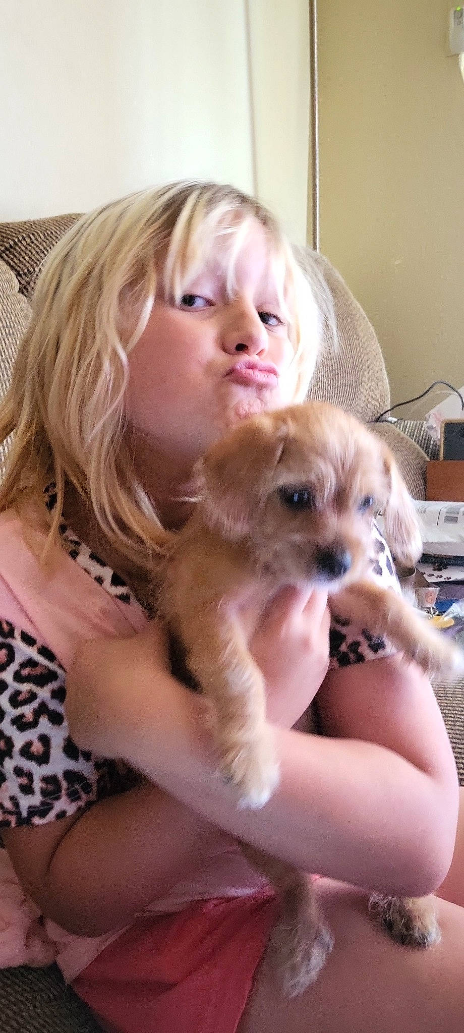 Raine joined the competition — help win amazing prizes! blond, carnivore, chair, companion_dog, dog, dog_breed, ear, fawn, finger, fur, gesture, hand, happy, person, puppy_love, sitting, skin, toy, toy_dog, whiskers