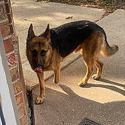 Sam Francisco joined the competition — help win amazing prizes! animal, brick_wall, canine, concrete, daylight, dog, doormat, ears, german_shepherd, grass, nature, outdoor, paw, pet, shadow, sidewalk, standing, sunlight, tongue, tree