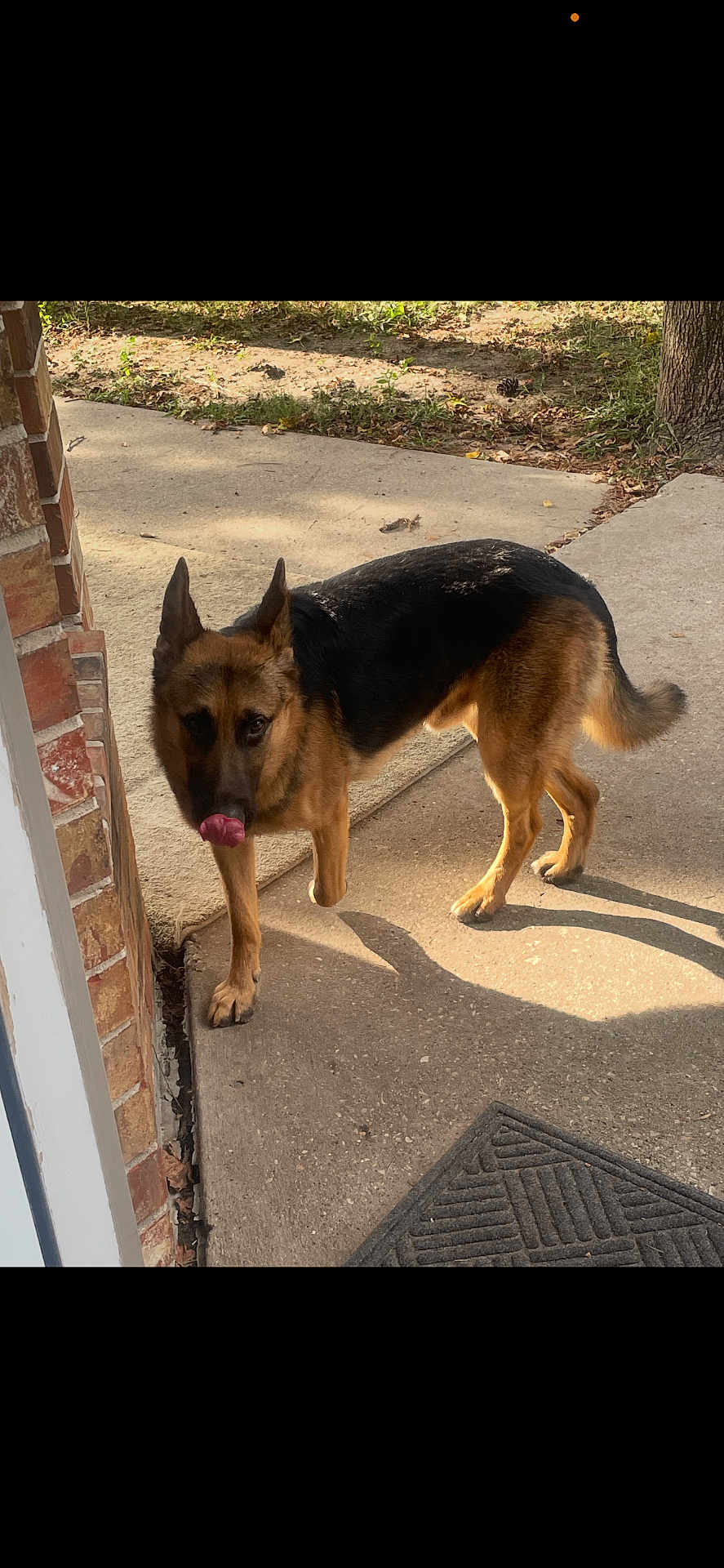 Sam Francisco joined the competition — help win amazing prizes! animal, brick_wall, canine, concrete, daylight, dog, doormat, ears, german_shepherd, grass, nature, outdoor, paw, pet, shadow, sidewalk, standing, sunlight, tongue, tree