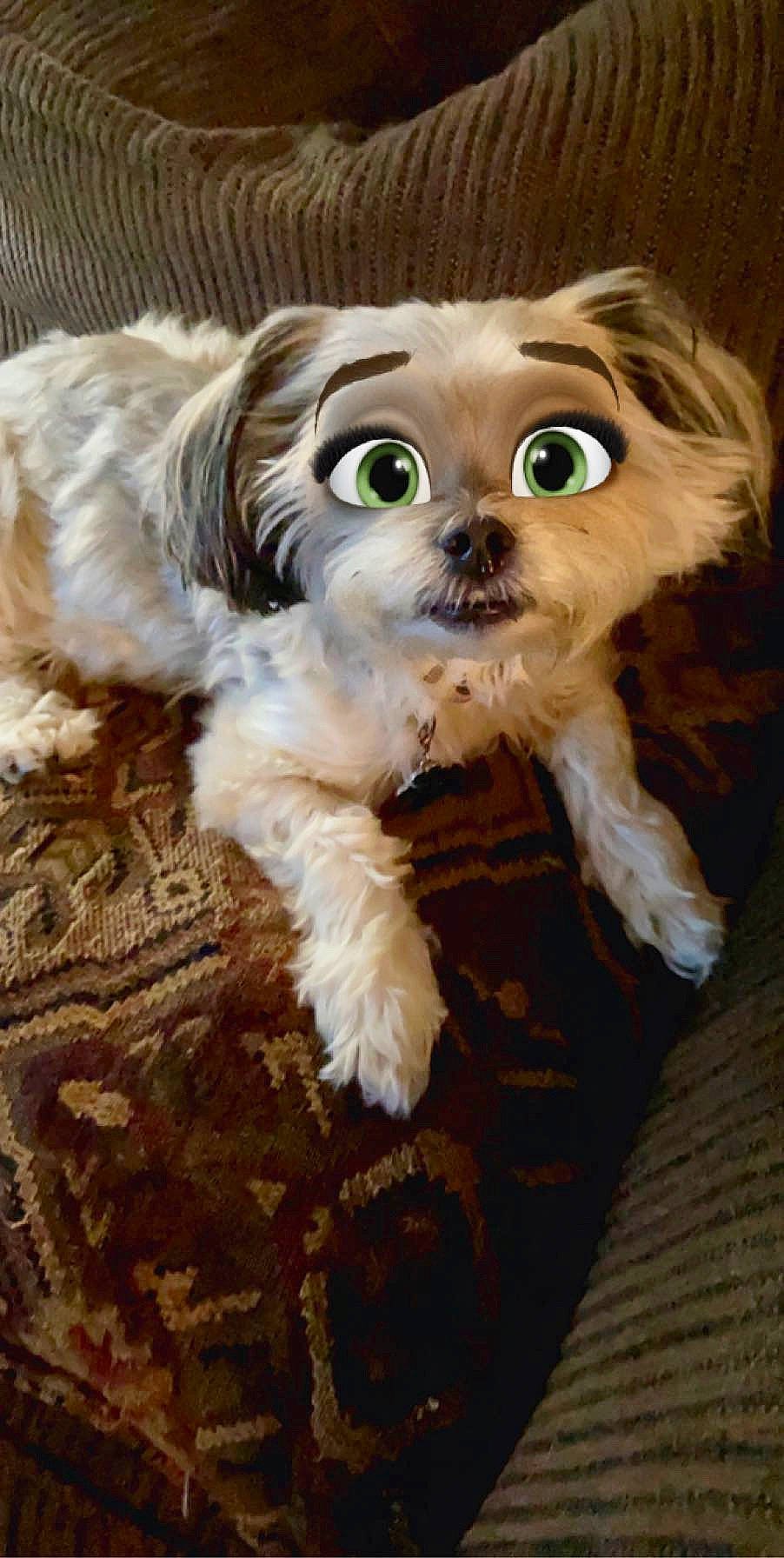 Tucker is registered to the contest to win money with this photo: bolonka, canidae, carnivore, cavachon, cavapoo, chinese_imperial_dog, cockapoo, companion_dog, dog, dog_breed, mal_shi, maltepoo, mammal, morkie, pekapoo, poodle_crossbreed, puppy, schnoodle, shih_tzu, snout