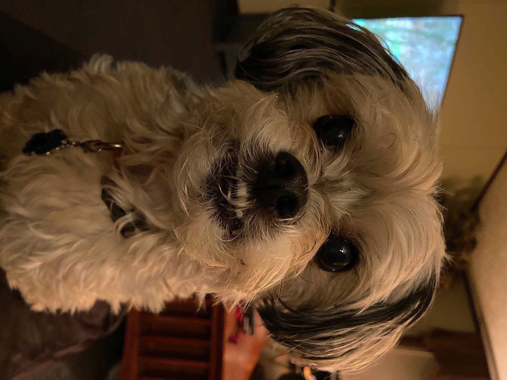 Tucker joined the competition — help win amazing prizes! affenpinscher, canidae, carnivore, companion_dog, dog, dog_breed, lowchen, mammal, miniature_schnauzer, morkie, non_sporting_group, puppy, rare_breed_dog, schnoodle, shih_tzu, snout, sporting_group, terrier, tibetan_terrier, toy_dog