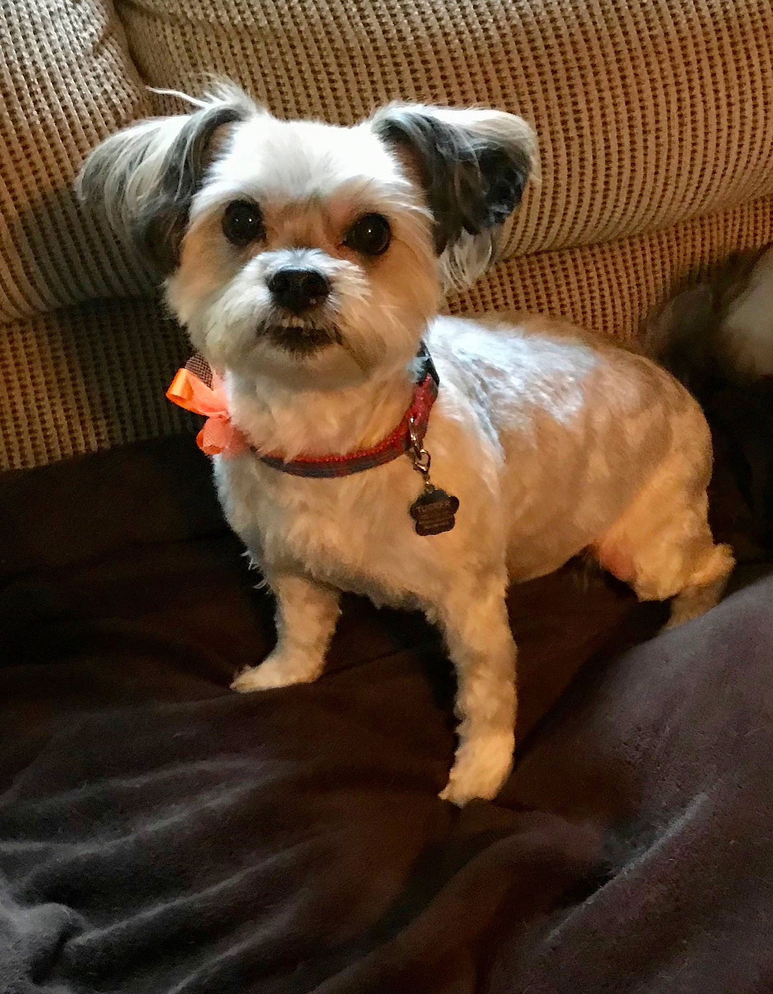 Tucker is registered to the contest to win money with this photo: canidae, carnivore, companion_dog, dog, dog_breed, fawn, lhasa_apso, maltepoo, maltese, mammal, morkie, puppy, puppy_love, rare_breed_dog, schnoodle, shih_tzu, snout, sporting_lucas_terrier, toy_dog, vertebrate