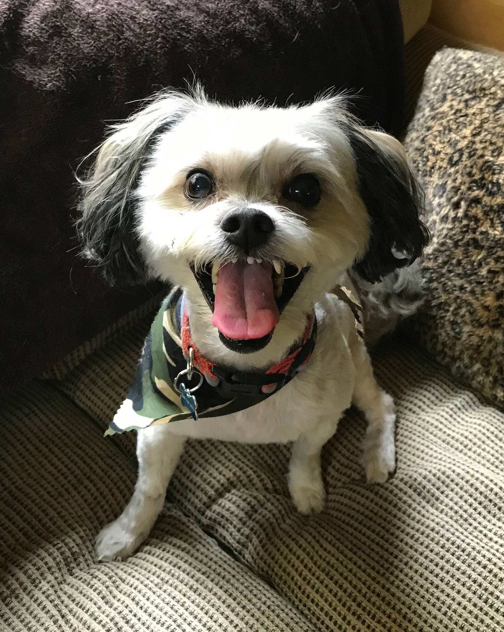 Tucker is registered to the contest to win money with this photo: canidae, carnivore, companion_dog, dog, dog_breed, dog_clothes, fur, lhasa_apso, maltese, mammal, morkie, non_sporting_group, puppy, puppy_love, rare_breed_dog, shih_tzu, snout, sporting_group, tongue, toy_dog