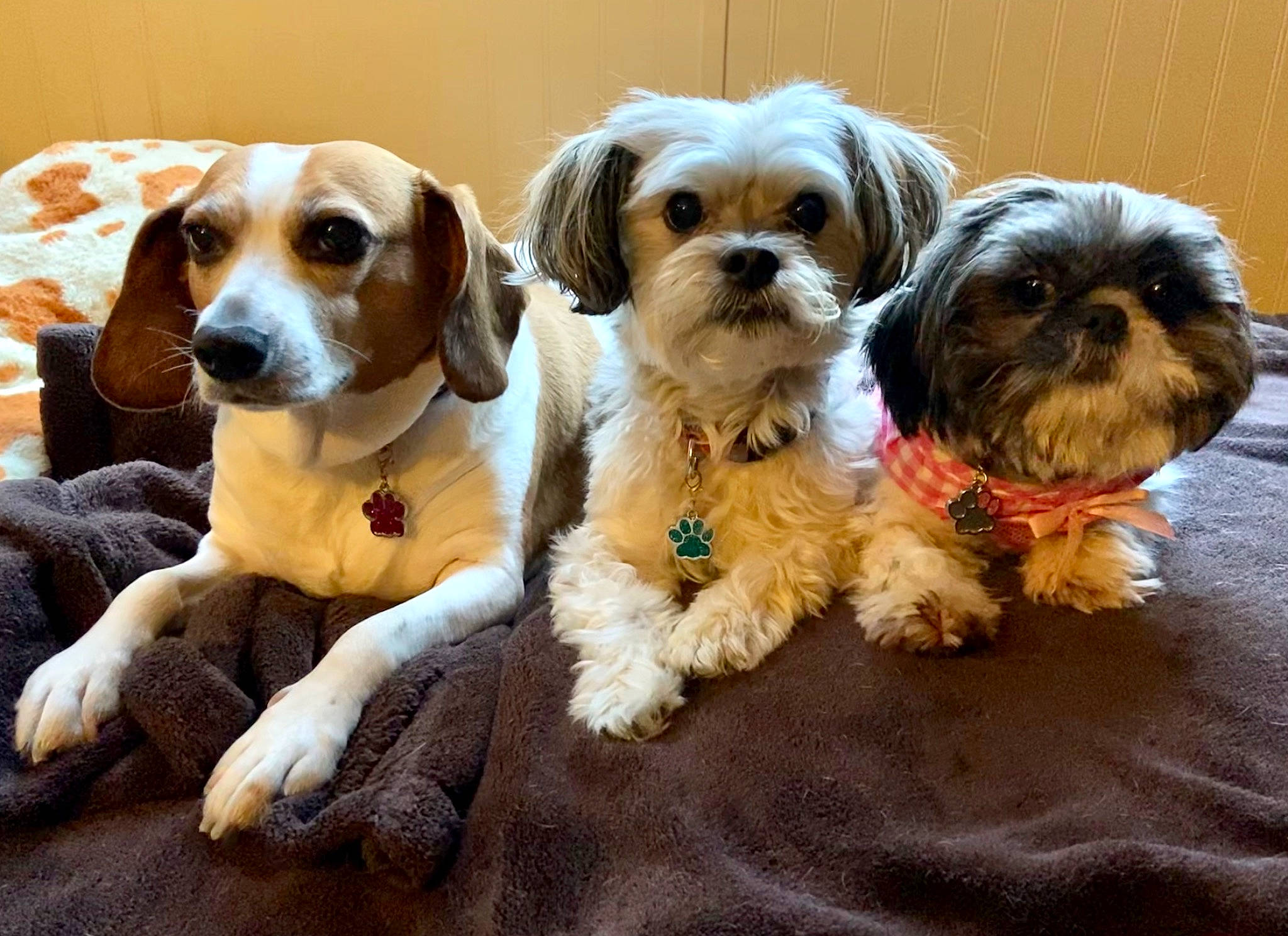 Tucker is registered to the contest to win money with this photo: canidae, carnivore, cavachon, cavapoo, chinese_imperial_dog, companion_dog, dog, dog_breed, lhasa_apso, mammal, morkie, pekapoo, puppy, puppy_love, rare_breed_dog, shih_tzu, snout, sporting_group, toy_dog, vertebrate