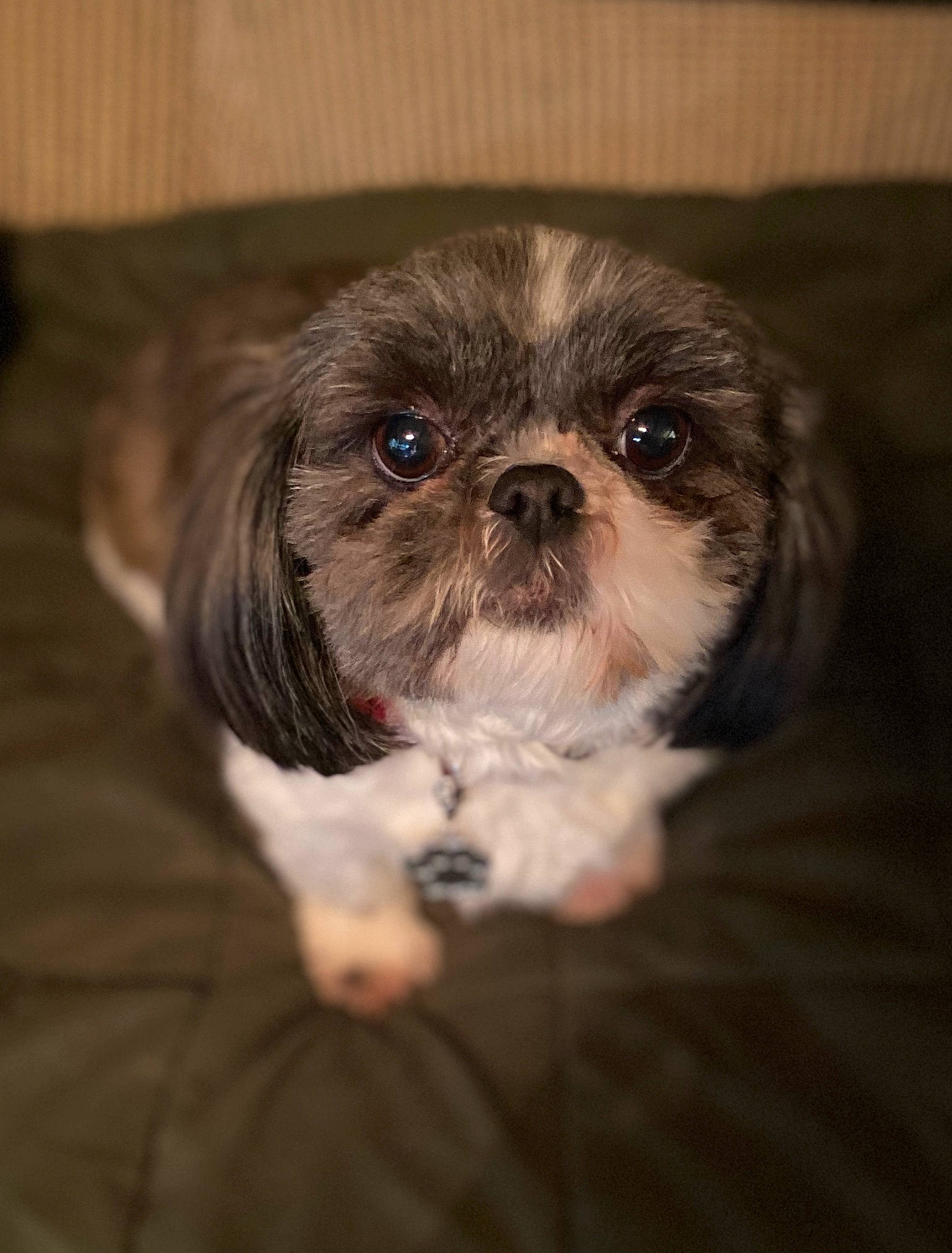 Tori joined the competition — help win amazing prizes! affenpinscher, canidae, carnivore, chinese_imperial_dog, companion_dog, dog, dog_breed, lhasa_apso, liver, lowchen, mammal, non_sporting_group, pekapoo, puppy, rare_breed_dog, shih_tzu, snout, sporting_group, toy_dog, vertebrate
