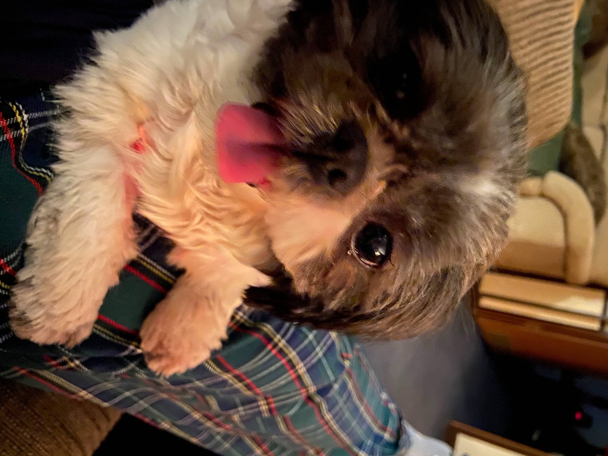 Tori joined the competition — help win amazing prizes! affenpinscher, canidae, carnivore, chinese_imperial_dog, companion_dog, dog, dog_breed, fur, lhasa_apso, mammal, morkie, non_sporting_group, puppy, rare_breed_dog, schnoodle, shih_tzu, sporting_group, terrier, toy_dog, vertebrate