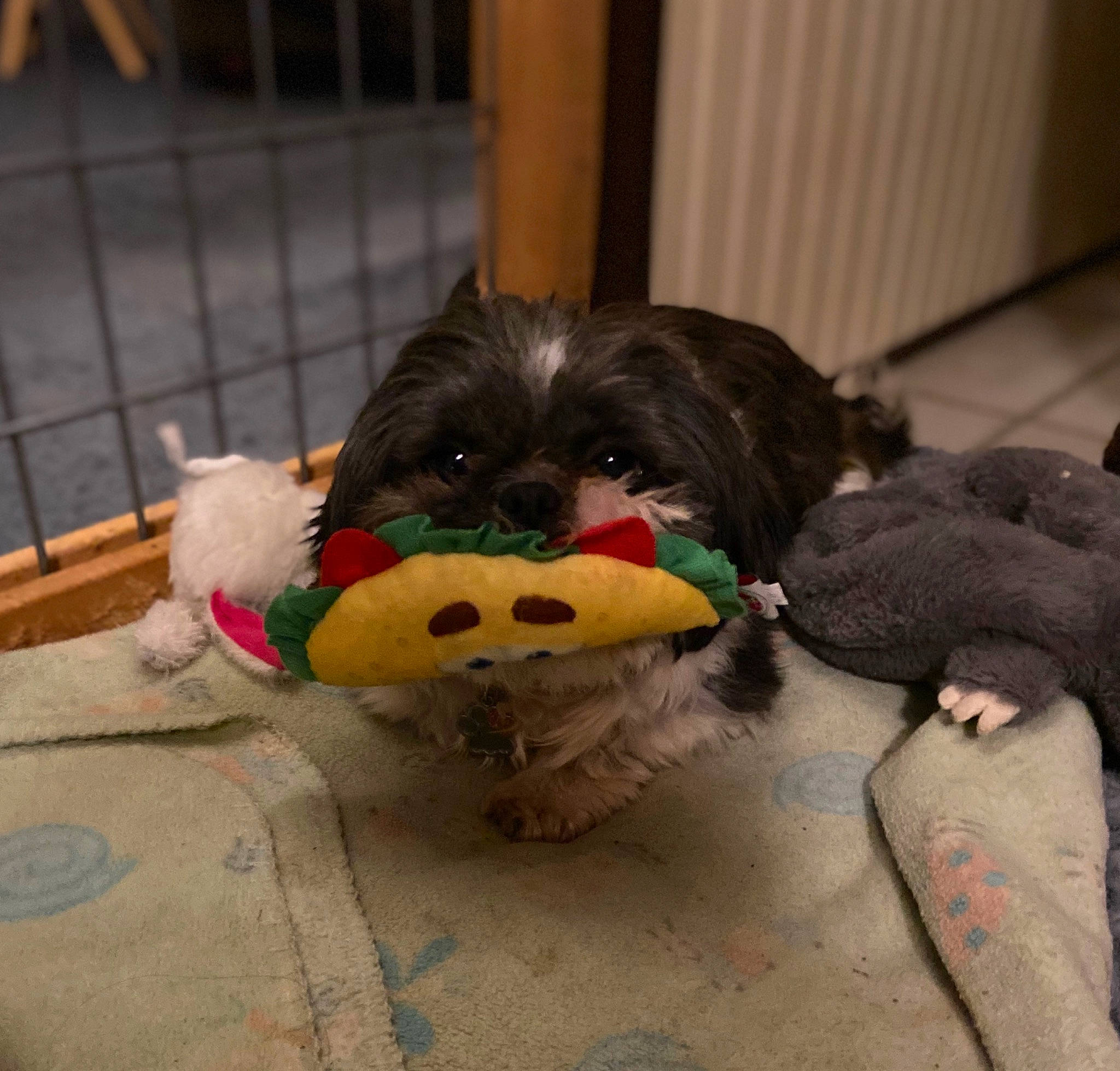 Tori is registered to the contest to win money with this photo: affenpinscher, bolonka, cairn_terrier, canidae, carnivore, chinese_imperial_dog, companion_dog, dog, dog_breed, dog_toy, havanese, lhasa_apso, non_sporting_group, pekapoo, puppy, schnoodle, shih_tzu, sporting_group, tibetan_terrier, toy_dog