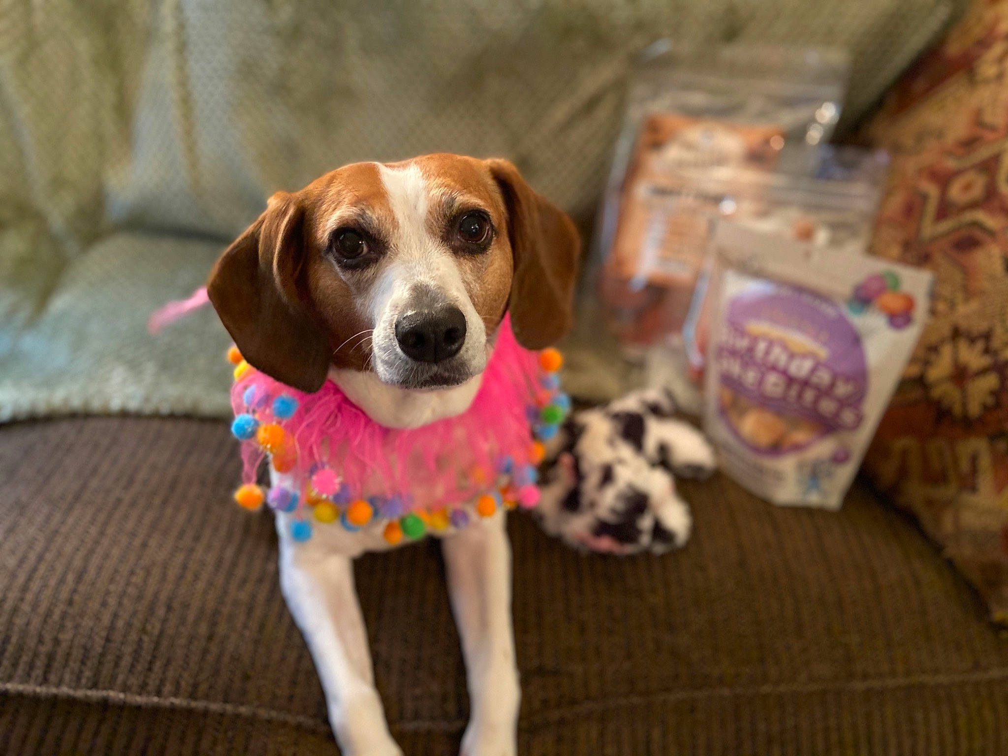 Luna is registered to the contest to win money with this photo: american_foxhound, beagle, beagle_harrier, beaglier, canidae, carnivore, companion_dog, coonhound, dog, dog_breed, drever, english_coonhound, english_foxhound, finnish_hound, harrier, mammal, pocket_beagle, rare_breed_dog, snout, treeing_walker_coonhound