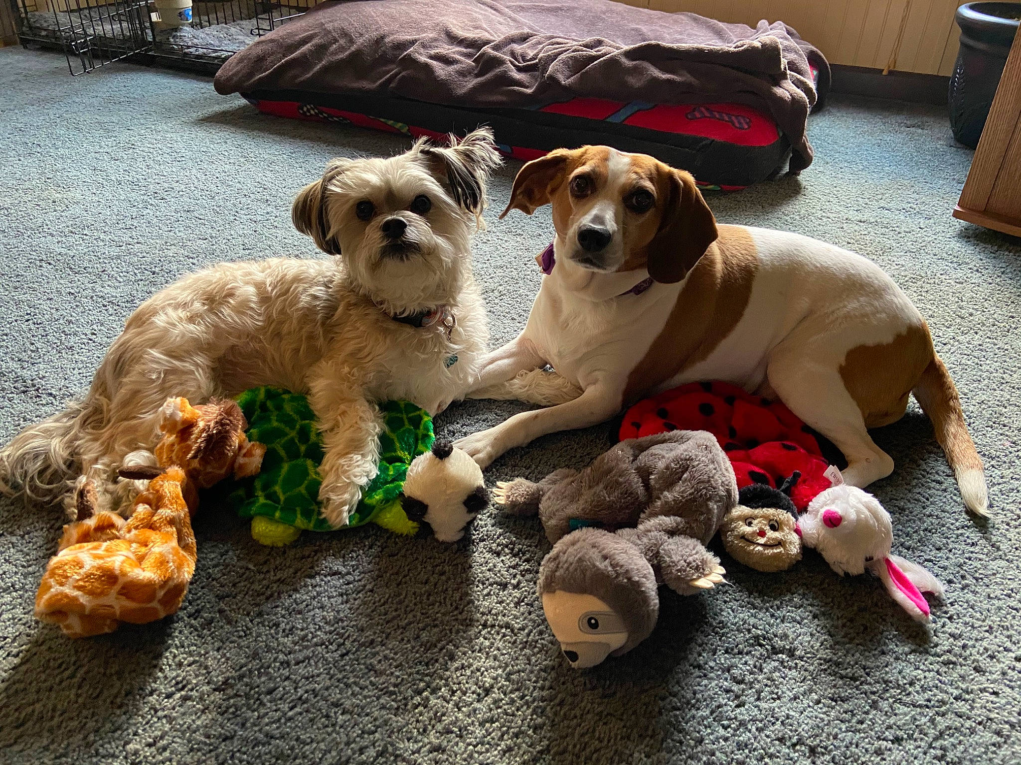 Luna is registered to the contest to win money with this photo: canidae, carnivore, companion_dog, dog, dog_breed, dog_toy, fawn, mammal, paw, pointer, puppy, puppy_love, russell_terrier, sporting_group, stuffed_toy, toy