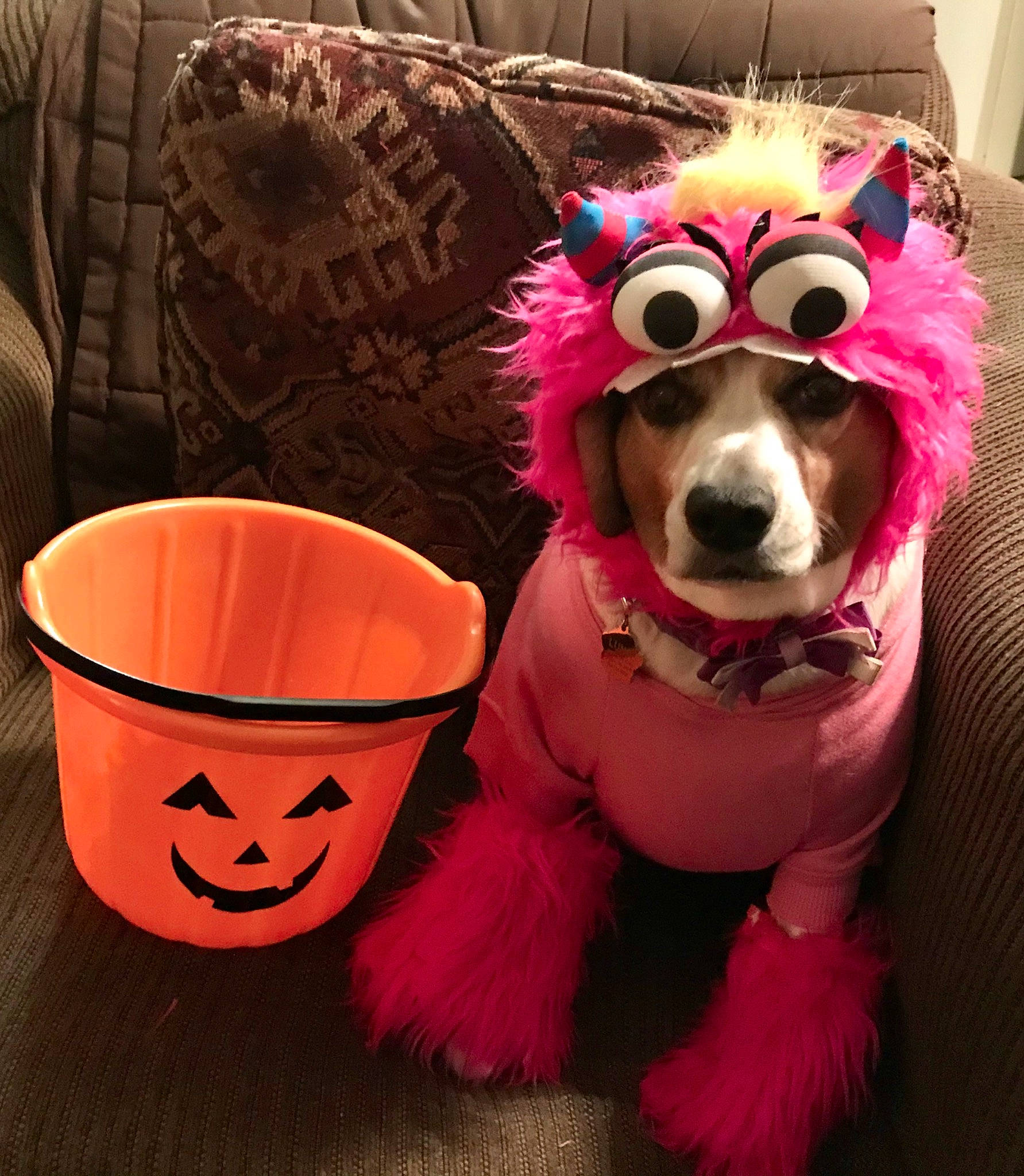Luna is registered to the contest to win money with this photo: canidae, carnivore, costume, costume_accessory, costume_hat, dog, dog_breed, dog_clothes, dog_supply, fur, personal_protective_equipment, pink