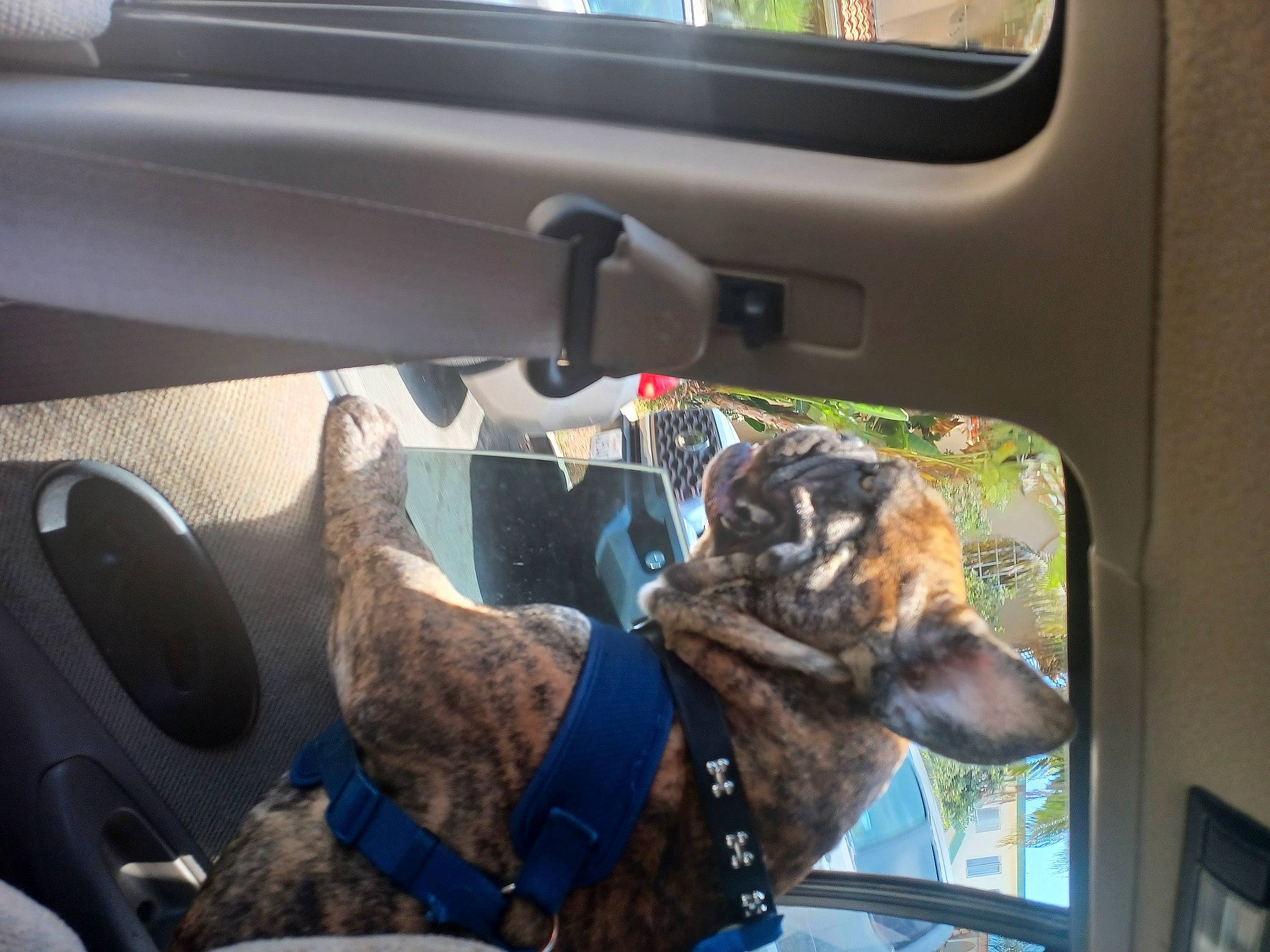 Hanzo joined the competition — help win amazing prizes! auto_part, automotive_exterior, automotive_mirror, automotive_window_part, car, car_seat, carnivore, collar, dog, dog_collar, family_car, fixture, glass, mode_of_transport, motor_vehicle, steering_wheel, vehicle, vehicle_door, windshield, working_animal
