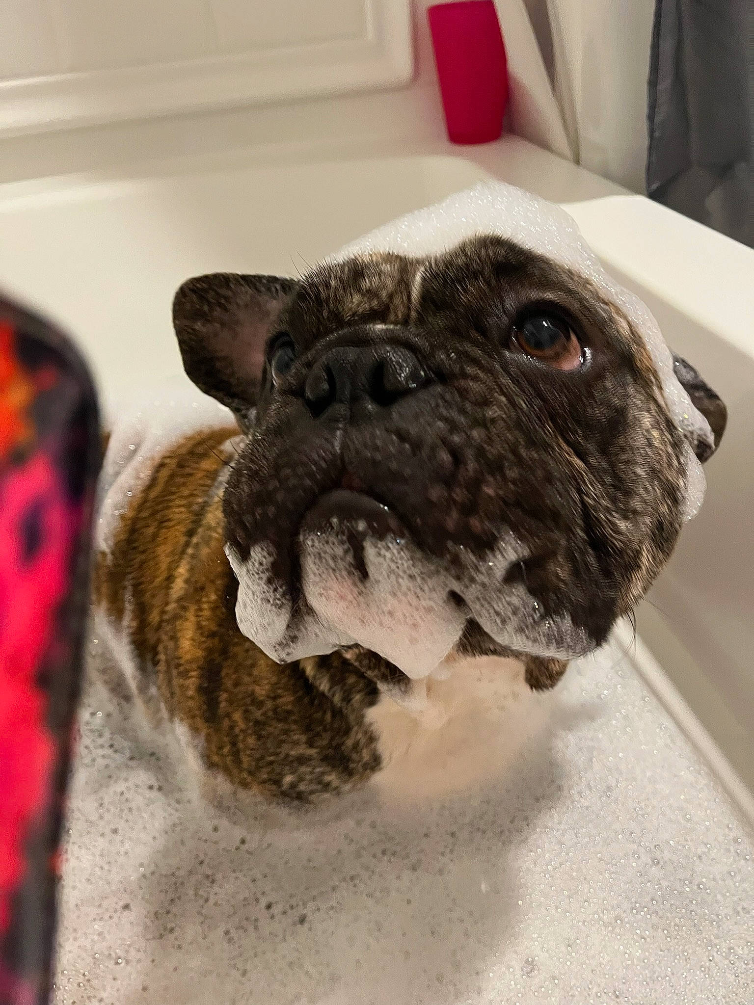 Hanzo is registered to the contest to win money with this photo: boston_terrier, bulldog, canidae, carnivore, collar, companion_dog, dog, dog_breed, dog_collar, ear, fawn, french_bulldog, fur, snout, sporting_group, tail, terrestrial_animal, whiskers, working_animal, wrinkle