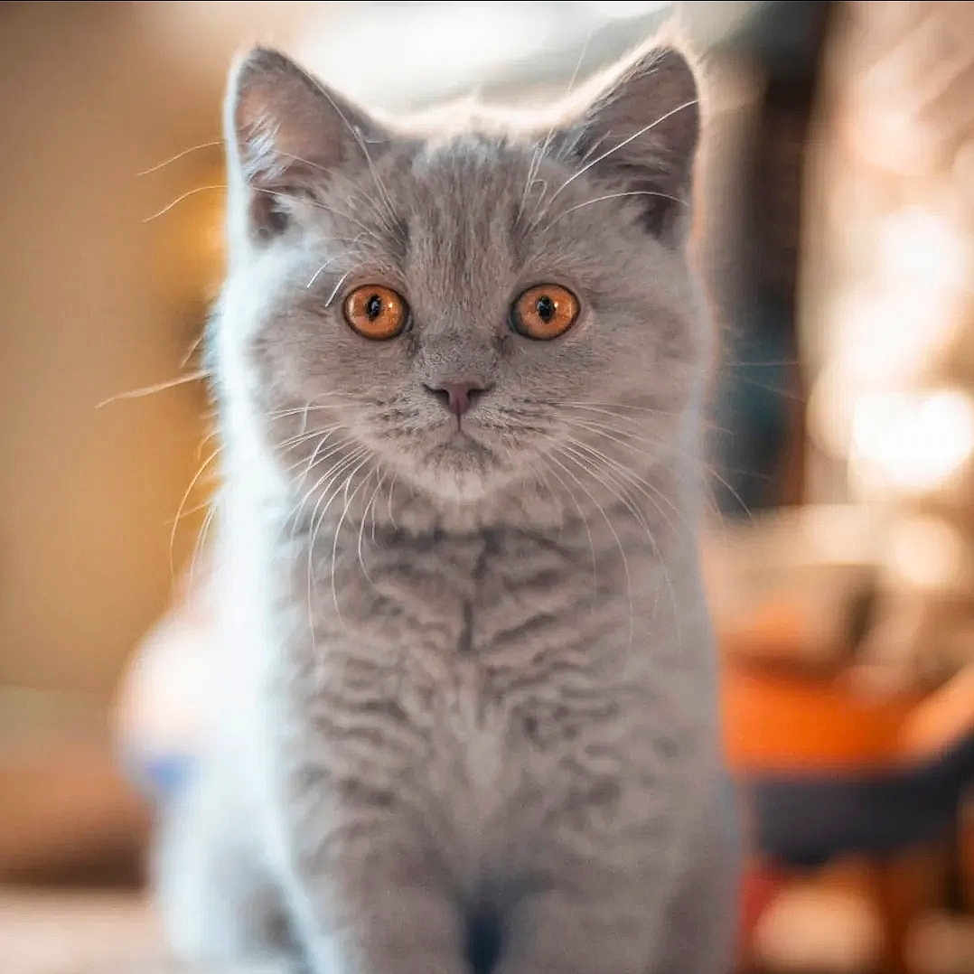 Bella a rejoint le concours — aidez-le/la à gagner de superbes lots ! animal, blurred_background, cat, close_up, curious, cute, domestic_cat, feline, fluffy, focus, gray_cat, indoor, kitten, orange_eyes, pet, portrait, soft_fur, warm_lighting, whiskers, young_animal