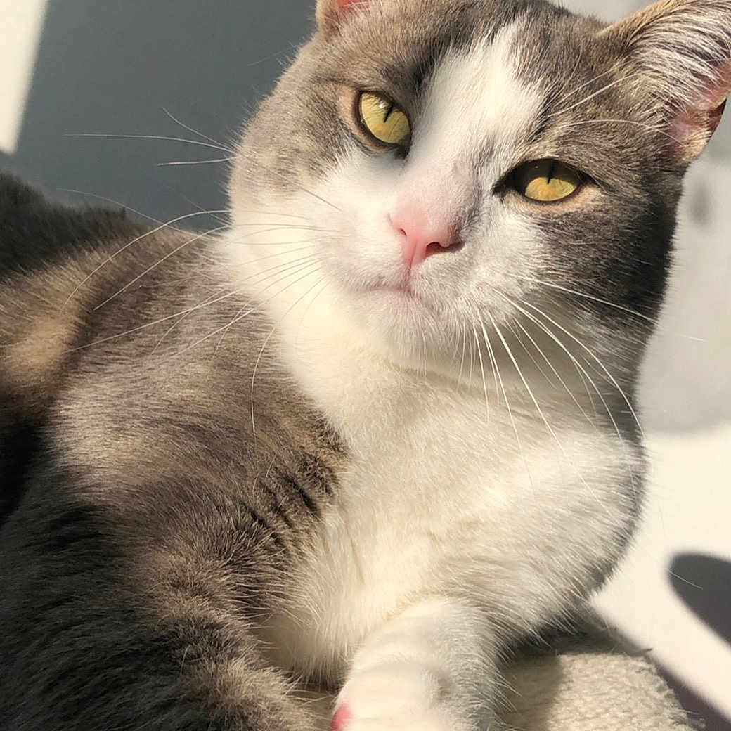 Mister