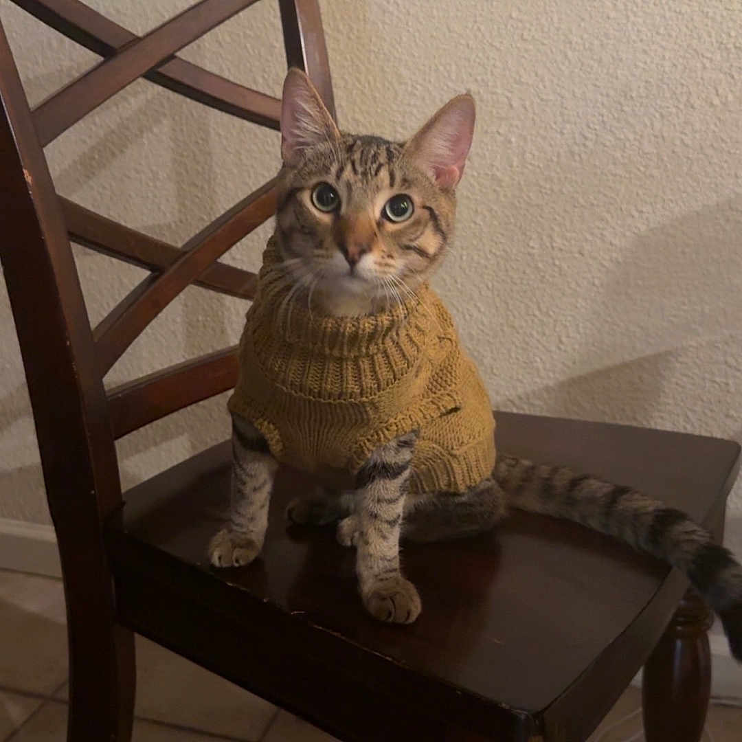Mochi