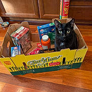 Blooper joined the competition — help win amazing prizes! animal, black_cat, box, butter, cardboard_box, cat, container, cozy, curious, domestic, food_items, groceries, household, indoor, kitchen, pet, sitting, snacks, toothpaste, wooden_floor