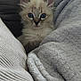 Chanel a rejoint le concours — aidez-le/la à gagner de superbes lots ! animal, blanket, blue_eyes, cat, comfort, cozy, cushion, cute, domestic_animal, fluffy, fur, indoor, kitten, pet, portrait, resting, small, snuggled, warm, young