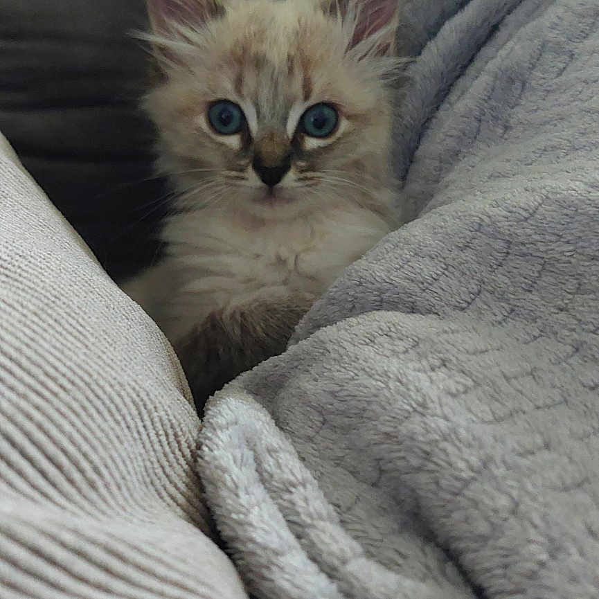 Chanel a rejoint le concours — aidez-le/la à gagner de superbes lots ! animal, blanket, blue_eyes, cat, comfort, cozy, cushion, cute, domestic_animal, fluffy, fur, indoor, kitten, pet, portrait, resting, small, snuggled, warm, young