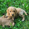 puppy, dog, golden, curly_coat, fluffy, grass, outdoors, pet, animal, canine, toy, tug_toy, playing, lying_down, paw, portrait, cute, adorable, greenery, daylight
