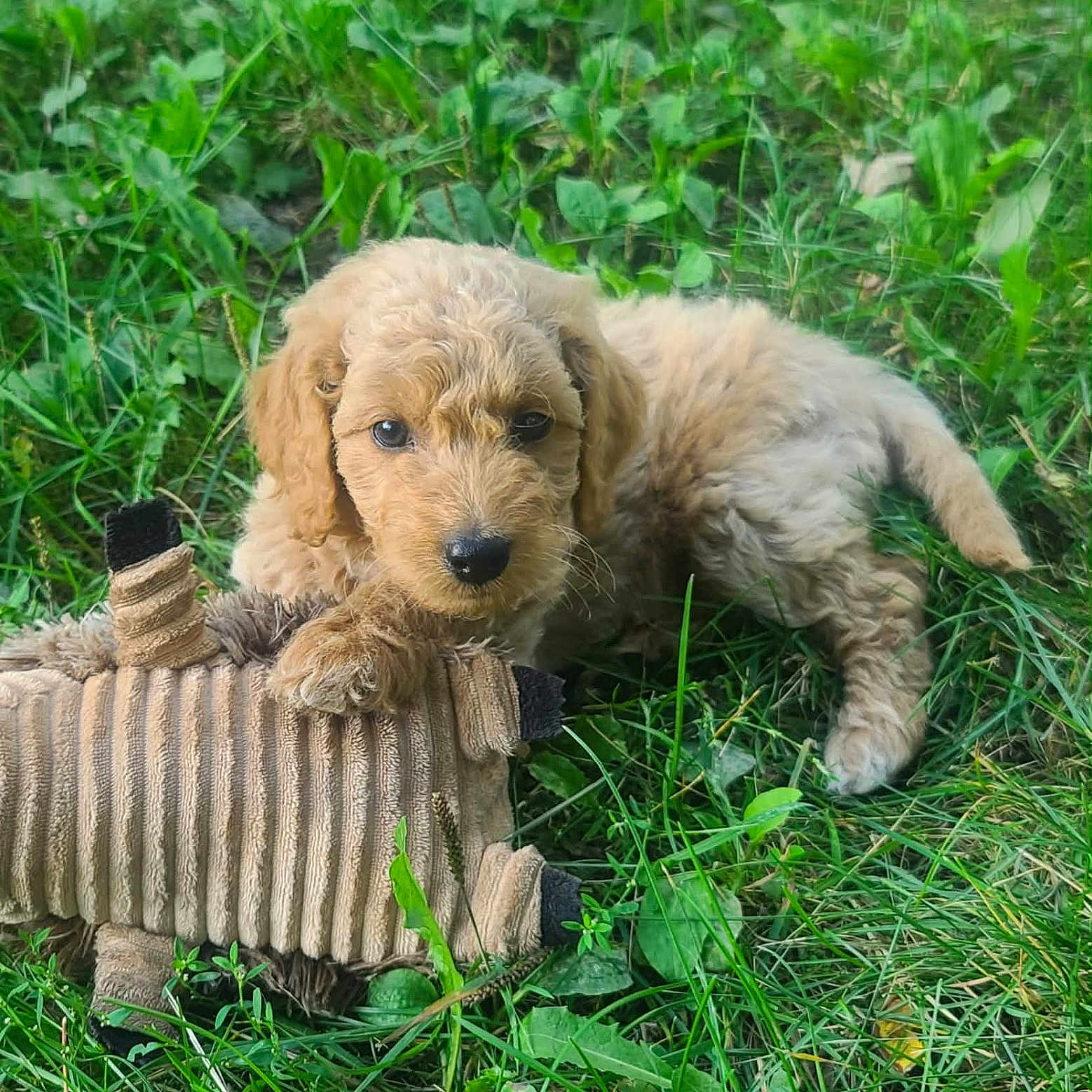 Stevie is registered to the contest to win money with this photo: puppy, dog, golden, curly_coat, fluffy, grass, outdoors, pet, animal, canine, toy, tug_toy, playing, lying_down, paw, portrait, cute, adorable, greenery, daylight