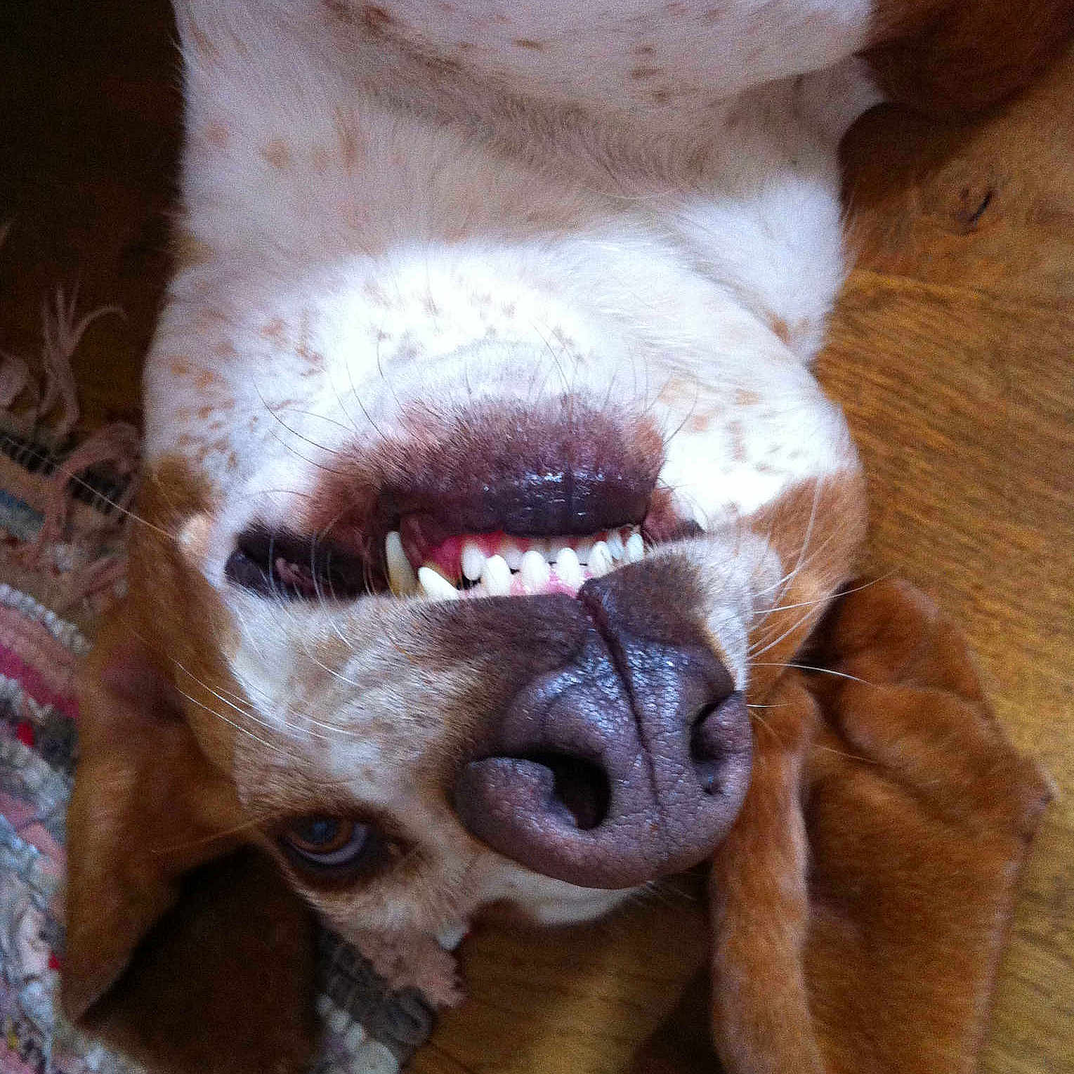 Dexter
