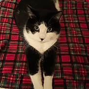 Caesar joined the competition — help win amazing prizes! cat, black_and_white, pet, animal, indoor, plaid_blanket, bedspread, floral_pattern, cartoon_pattern, lying_down, stretching, front_paws, curious_eyes, feline, domestic_cat, cozy, resting, fur, whiskers, cute