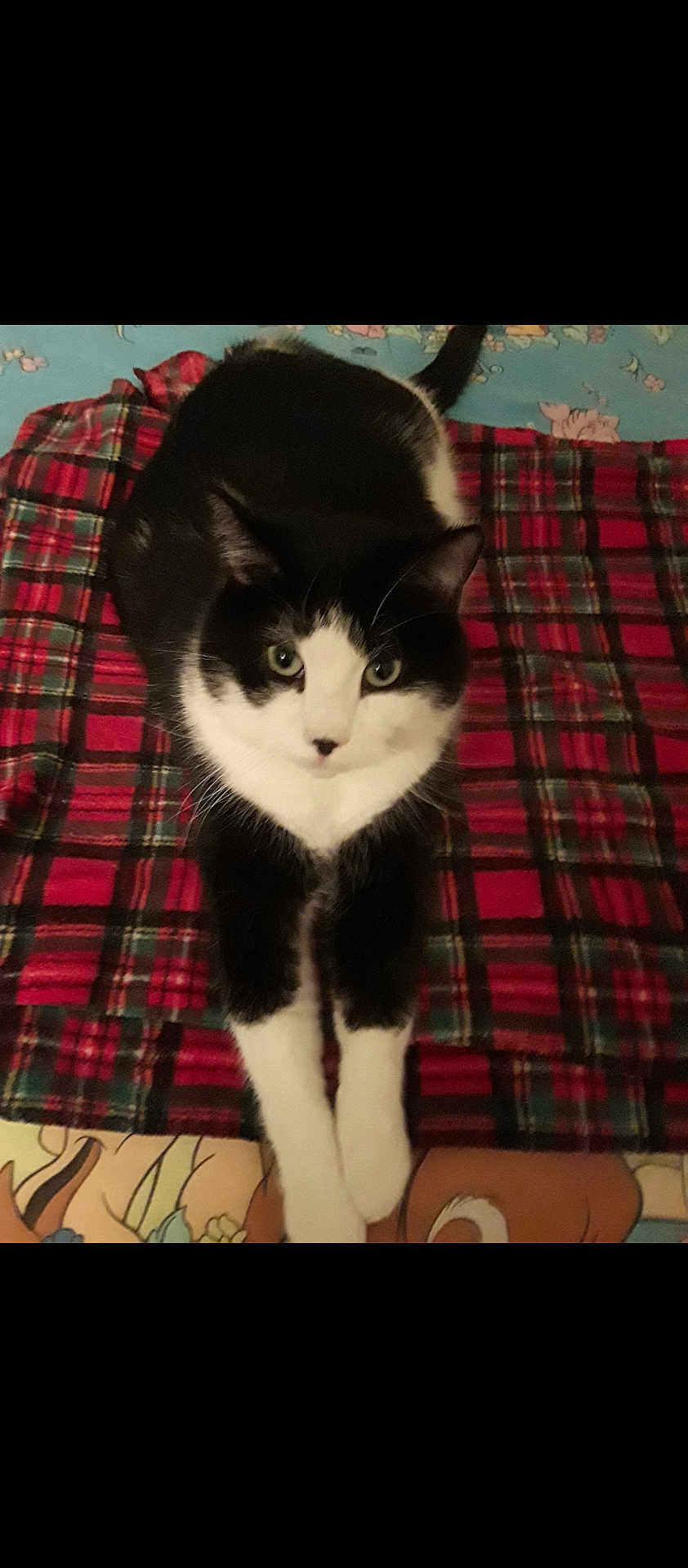 Caesar joined the competition — help win amazing prizes! cat, black_and_white, pet, animal, indoor, plaid_blanket, bedspread, floral_pattern, cartoon_pattern, lying_down, stretching, front_paws, curious_eyes, feline, domestic_cat, cozy, resting, fur, whiskers, cute