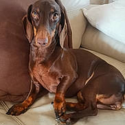 Tara a rejoint le concours — aidez-le/la à gagner de superbes lots ! animal, brown_dog, canine, companion, couch, cute, dachshund, dog, domestic, ears, fur, home, indoor, laying_down, leather_couch, paw, pet, pillow, relaxed, snout