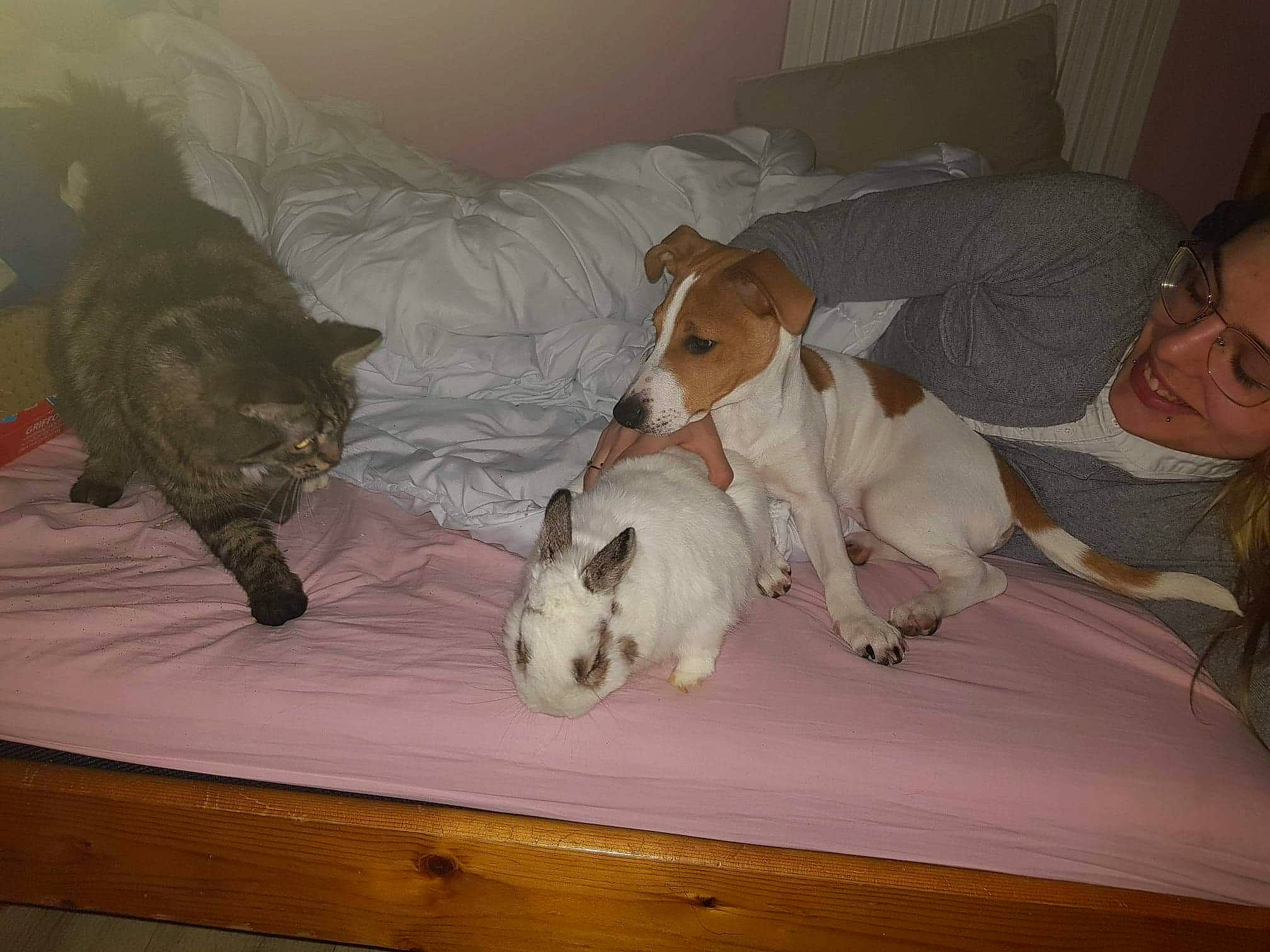 Pocker a rejoint le concours — aidez-le/la à gagner de superbes lots ! canidae, carnivore, companion_dog, dog, dog_breed, fox_terrier, jack_russell_terrier, mammal, parson_russell_terrier, russell_terrier, smooth_fox_terrier, teddy_roosevelt_terrier, terrier